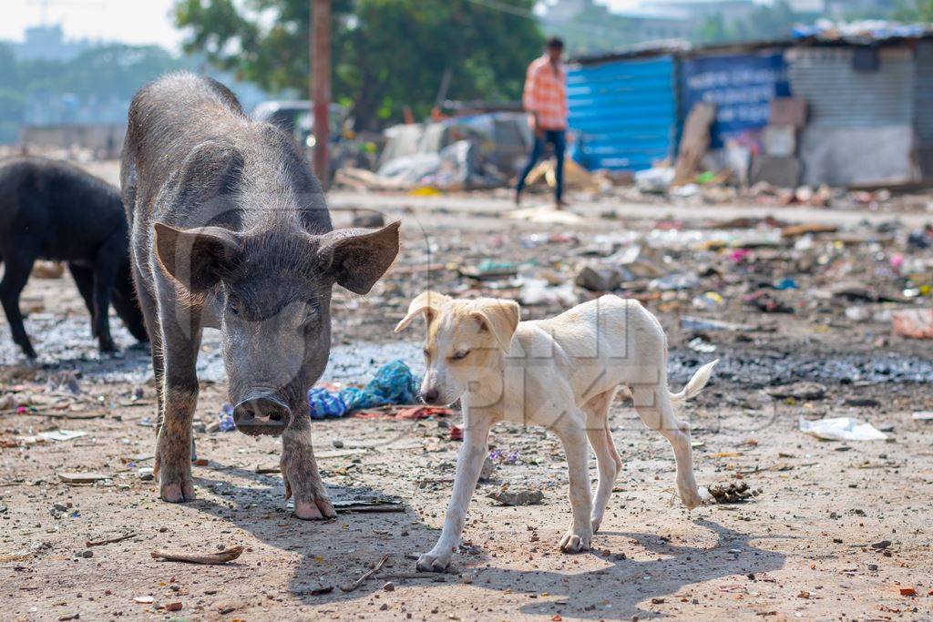 Indian street or stray puppy dog and urban or feral pigs in a slum area in an urban city in Maharashtra in India