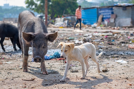 Indian street or stray puppy dog and urban or feral pigs in a slum area in an urban city in Maharashtra in India