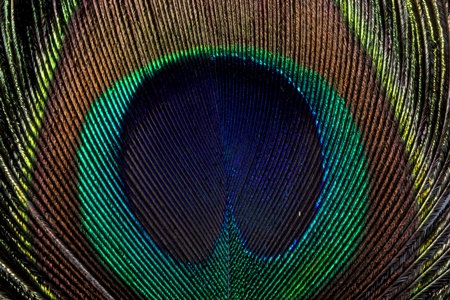 One colourful peacock feather