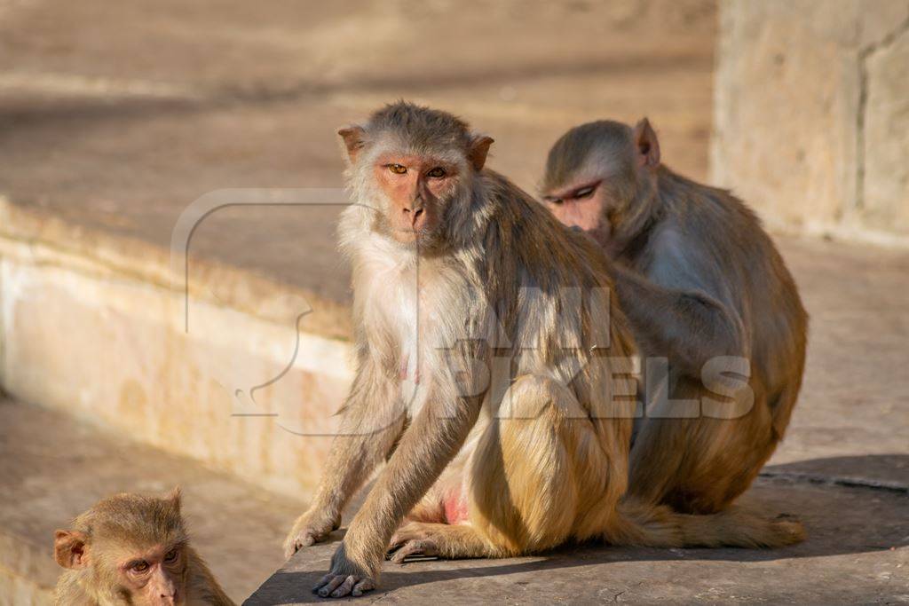 Group of Indian macaque monkeys at Galta Ji monkey temple near Jaipur in Rajasthan in India