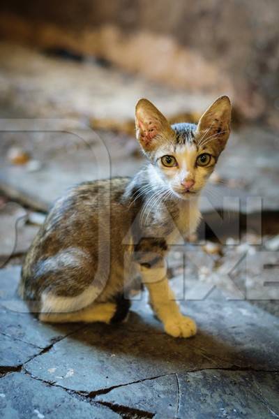 Small cute street kitten in Crawford meat market