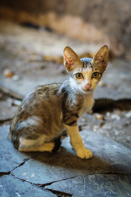 Small cute street kitten in Crawford meat market