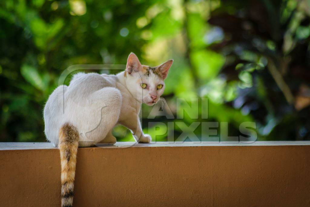 Cat sitting on wall with green plants in the background in Kerala