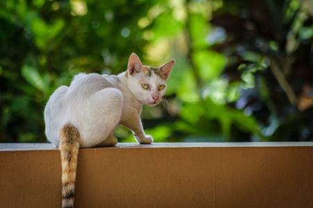 Cat sitting on wall with green plants in the background in Kerala