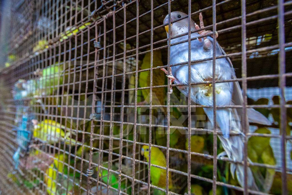 Colourful budgerigar or budgie birds on sale as pets in cage at Crawford pet market in Mumbai, India