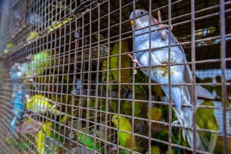 Colourful budgerigar or budgie birds on sale as pets in cage at Crawford pet market in Mumbai, India