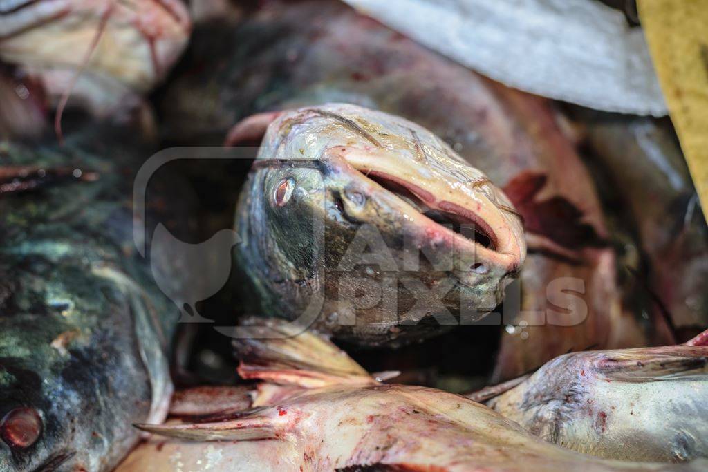 Fish on sale at a fish market at Sassoon Docks