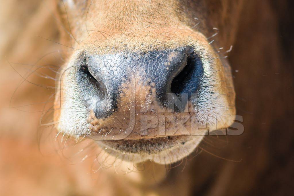 Close up of eye of Brown street cow on street in Bikaner in Rajasthan