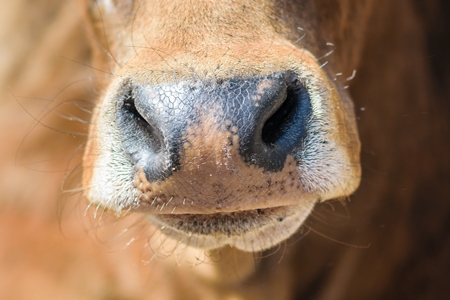 Close up of eye of Brown street cow on street in Bikaner in Rajasthan