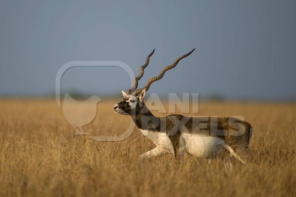 Indian blackbuck in a field