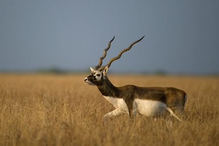 Indian blackbuck in a field