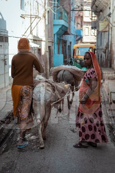 Working Indian donkeys used for animal labour to carry construction materials, Jodhpur, India, 2022