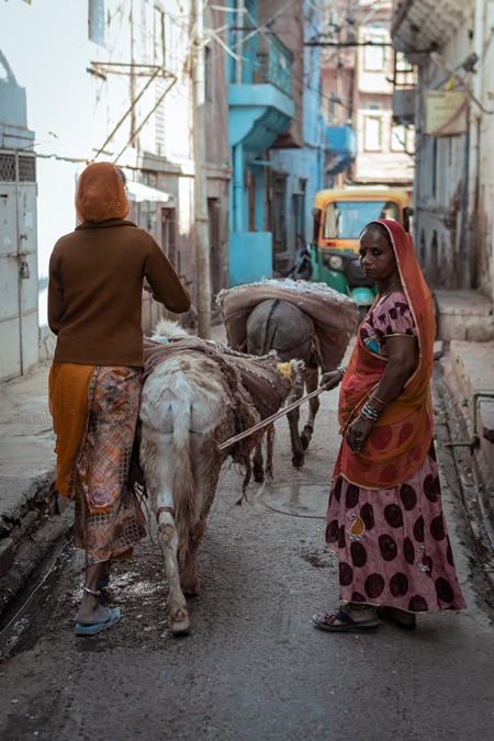 Working Indian donkeys used for animal labour to carry construction materials, Jodhpur, India, 2022