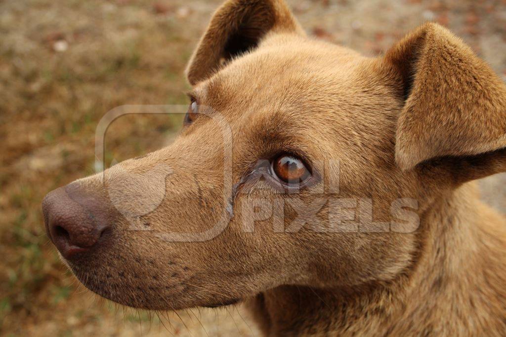 Close up of head of brown street dog