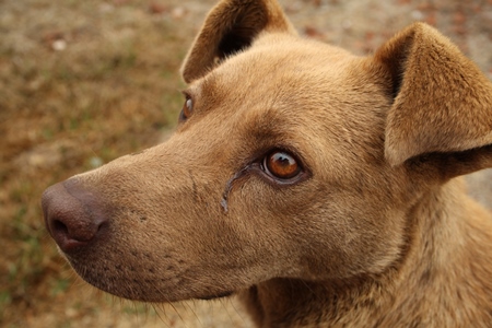 Close up of head of brown street dog