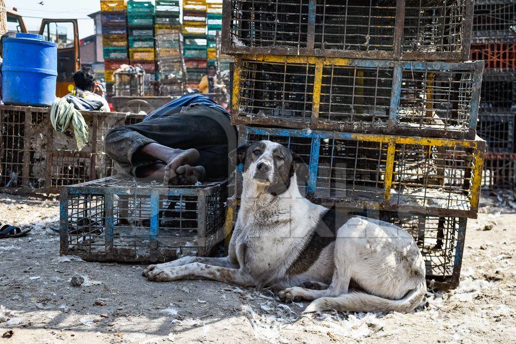 Indian street dog or Indian stray pariah dog sitting in front of chicken cages at Ghazipur murga mandi, Ghazipur, Delhi, India, 2022