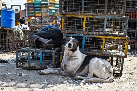 Indian street dog or Indian stray pariah dog sitting in front of chicken cages at Ghazipur murga mandi, Ghazipur, Delhi, India, 2022