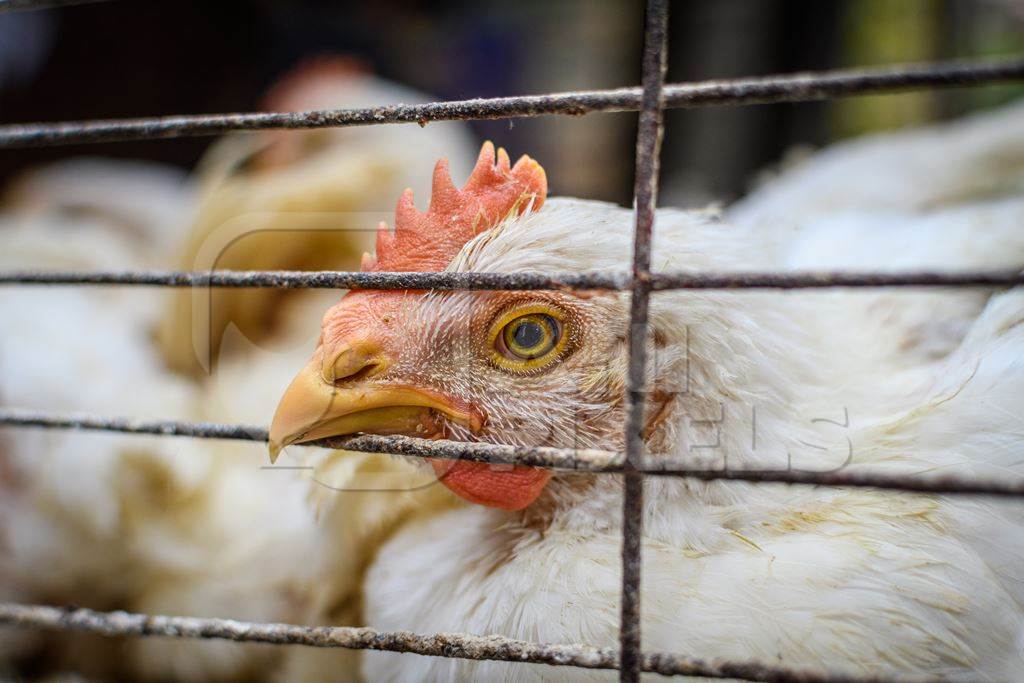 Indian chickens in a cage at a small chicken meat shop in Nizamuddin, Delhi, India, 2023