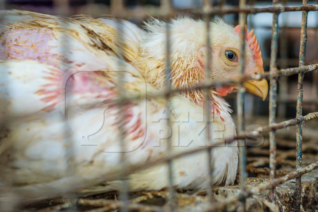 Broiler chickens packed into a cage at a chicken shop