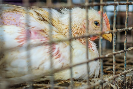 Broiler chickens packed into a cage at a chicken shop