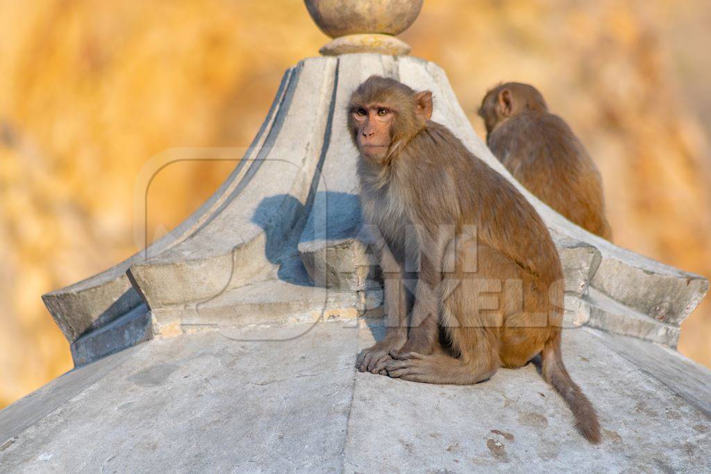 Twp Indian macaque monkeys on a rooftop at Galta Ji monkey temple near Jaipur in Rajasthan in India