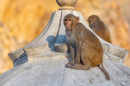 Twp Indian macaque monkeys on a rooftop at Galta Ji monkey temple near Jaipur in Rajasthan in India