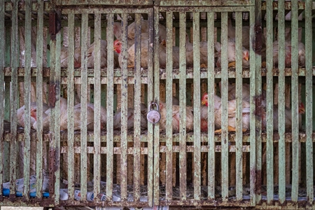 Chickens locked in a dirty cage outside a chicken poultry meat shop in Pune, Maharashtra, India, 2021