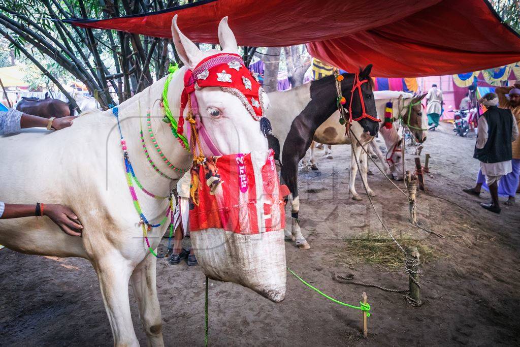 White horse and other horses tied up in a line under canopy at Sonepur horse fair