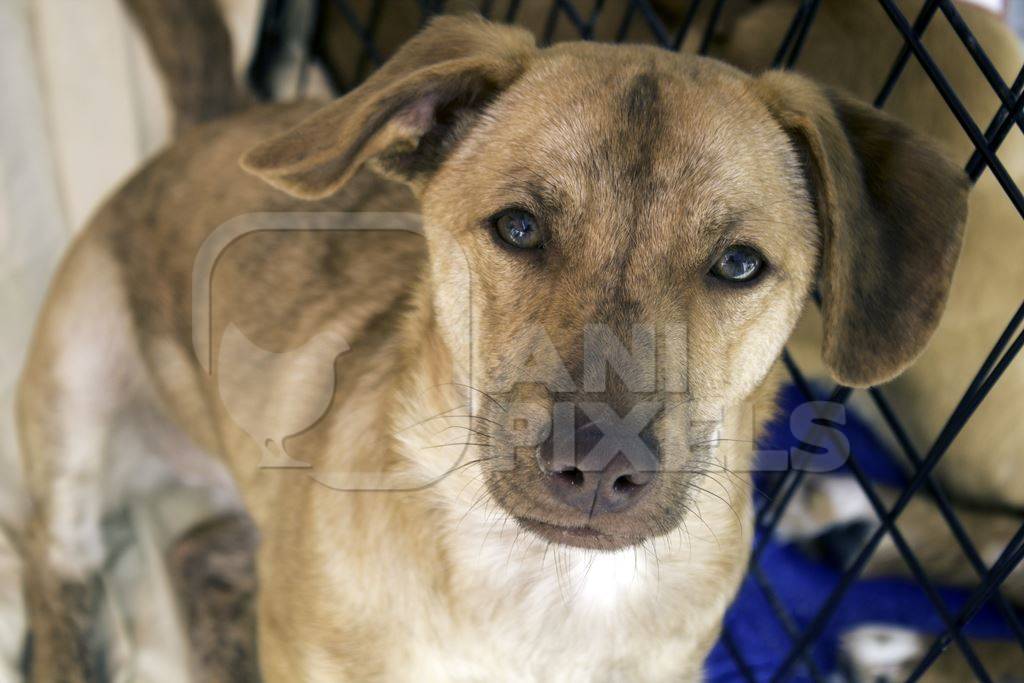 Sad brown dog in animal shelter