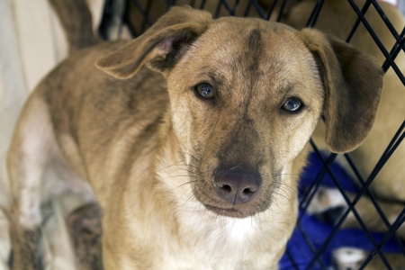 Sad brown dog in animal shelter