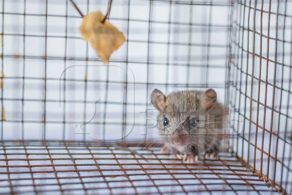 Mouse caught in a humane no-kill mouse trap waiting to be released