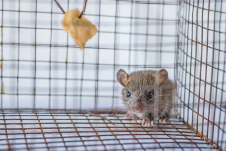 Mouse caught in a humane no-kill mouse trap waiting to be released