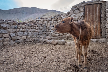 Indian dairy cow calf on a farm in Ladakh in the mountains of the Himalayas