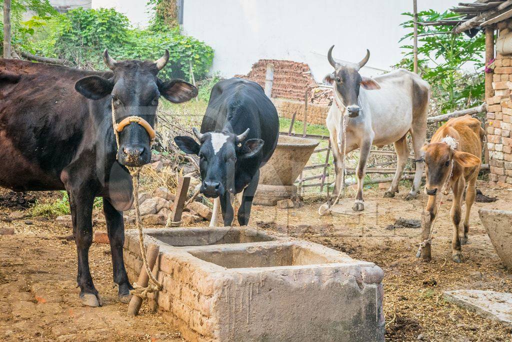 Cows and bullocks tied up in a rural dairy