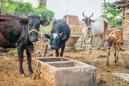 Cows and bullocks tied up in a rural dairy