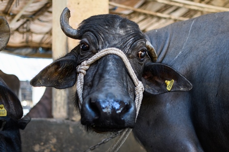 Farmed Indian buffalo with nose rope on an urban dairy farm or tabela, Aarey milk colony, Mumbai, India, 2023