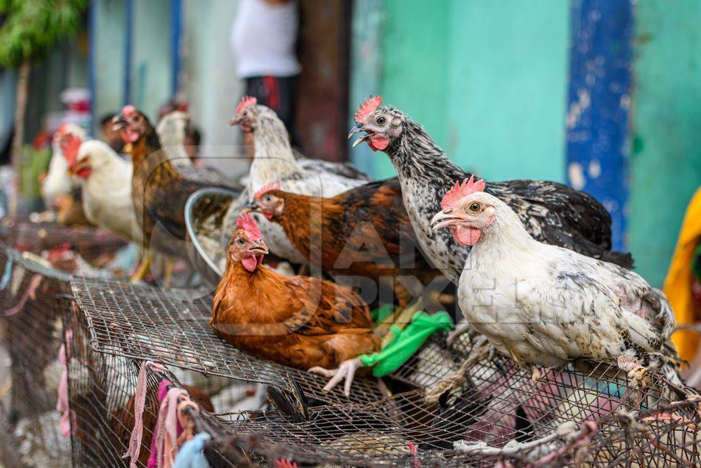 Chickens and poultry on sale at Galiff Street pet market, Kolkata, India, 2022