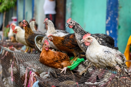 Chickens and poultry on sale at Galiff Street pet market, Kolkata, India, 2022
