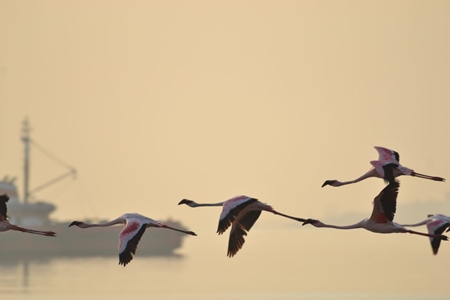 Lesser flamingoes in flight with hazy background