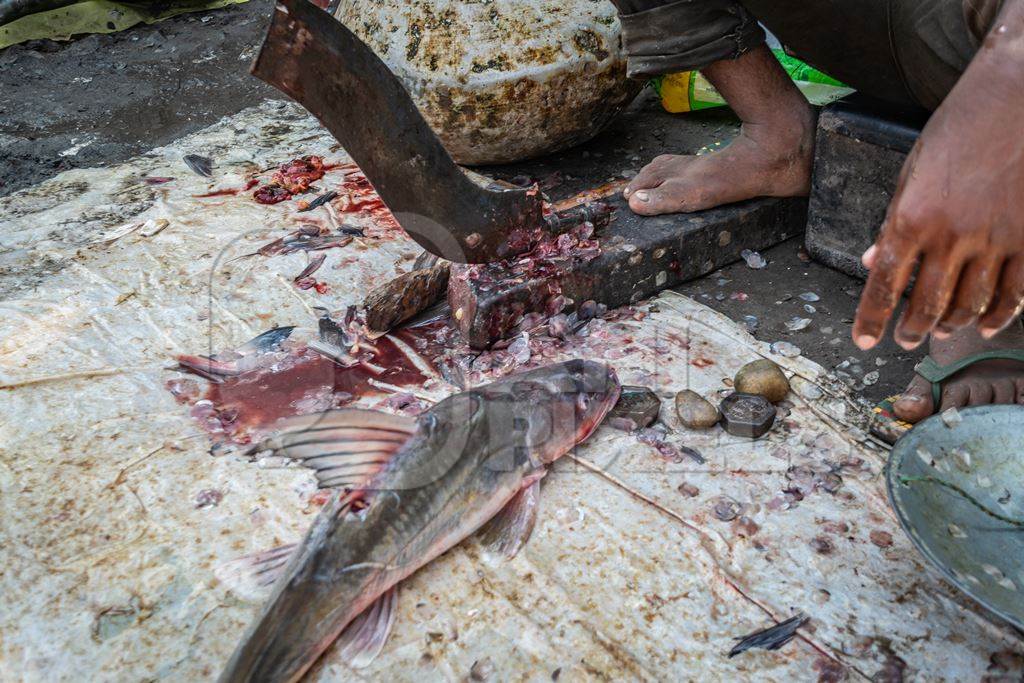 Fish being de-scaled, de-finned and gutted by a worker on the ground at a fish market in Bihar