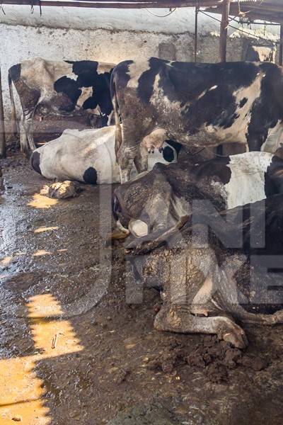 Dairy cows in a dirty stall in an urban dairy