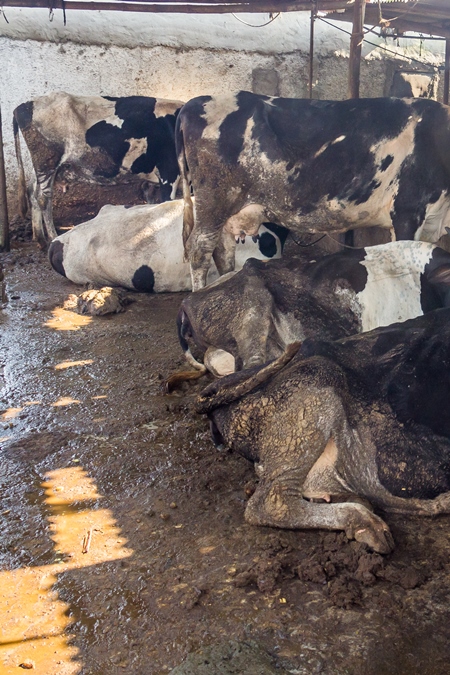 Dairy cows in a dirty stall in an urban dairy