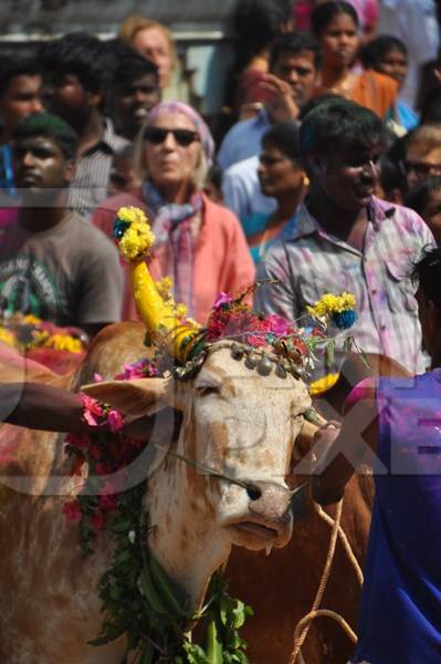 Bullock or bull with painted horns and decorated with flowers used for Jalikattu bull chasing event in Tamil Nadu, India