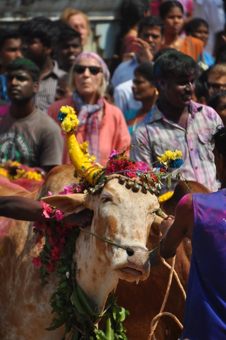 Bullock or bull with painted horns and decorated with flowers used for Jalikattu bull chasing event in Tamil Nadu, India