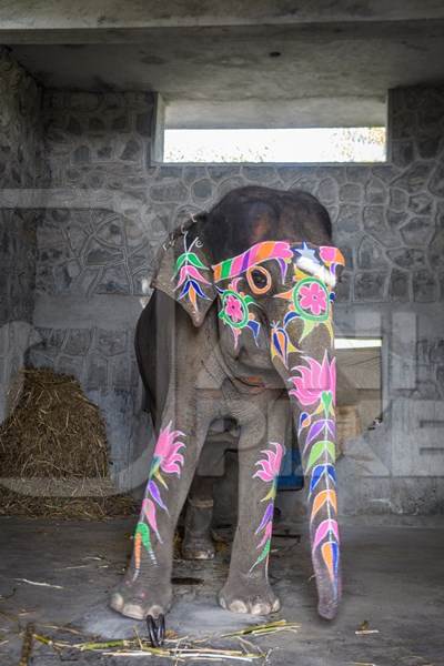 Captive Indian or Asian elephants, tied up by the back legs, in shed at Hathi Gaon elephant village, Jaipur, Rajasthan, India, 2022