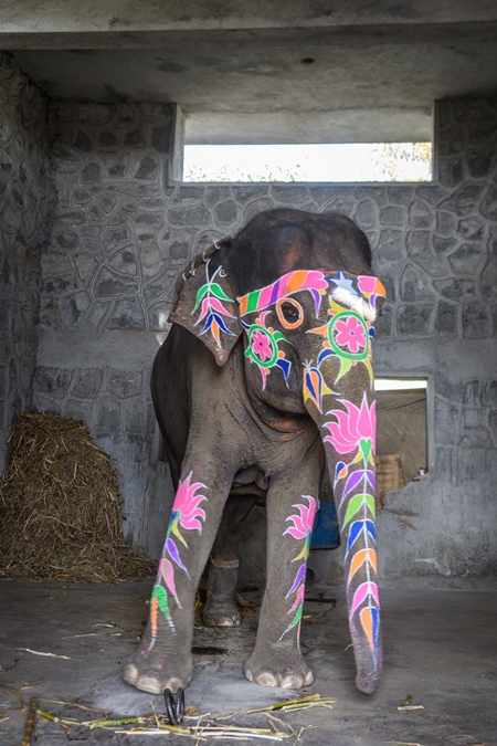 Captive Indian or Asian elephants, tied up by the back legs, in shed at Hathi Gaon elephant village, Jaipur, Rajasthan, India, 2022