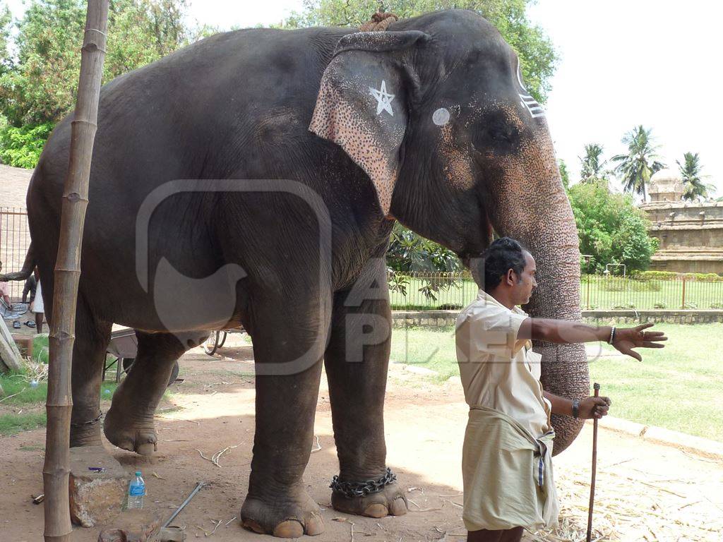 Elephant with painted markings stands in chains with man