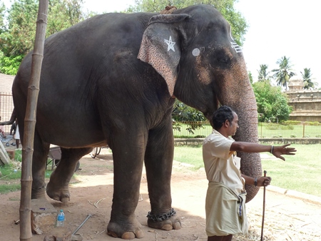 Elephant with painted markings stands in chains with man