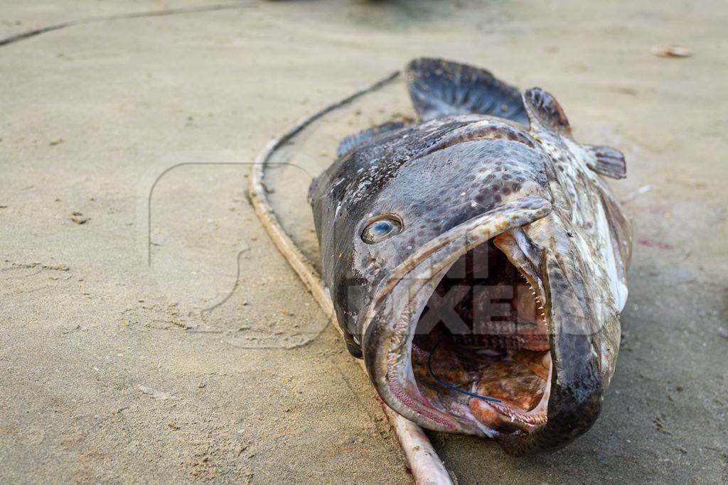 Large Indian grouper or reefcod fish at Malvan fish market on beach in Malvan, Maharashtra, India, 2022