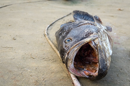 Large Indian grouper or reefcod fish at Malvan fish market on beach in Malvan, Maharashtra, India, 2022